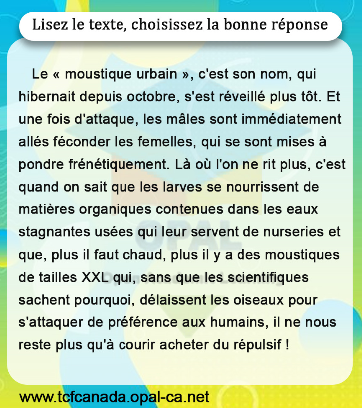 Lisez le texte, choisissez la bonne réponse

Le «moustique urbain», c'est son nom, qui hibernait depuis octobre, s'est réveillé plus tôt. Et une fois d'attaque, les mâles sont immédiatement allés féconder les femelles, qui se sont mises à pondre frénétiquement. Là où l'on ne rit plus, c'est quand on sait que les larves se nourrissent de matières organiques contenues dans les eaux stagnantes usées qui leur servent de nurseries et que, plus il faut chaud, plus il y a des moustiques de tailles $X X L$ qui, sans que les scientifiques sachent pourquoi, délaissent les oiseaux pour s'attaquer de préférence aux humains, il ne nous reste plus qu'à courir acheter du répulsif !
www.tcfcanada.opal-ca.net